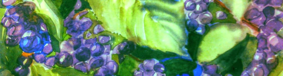 American Beautyberry (Callicarpa americana L) 15×11, watercolor